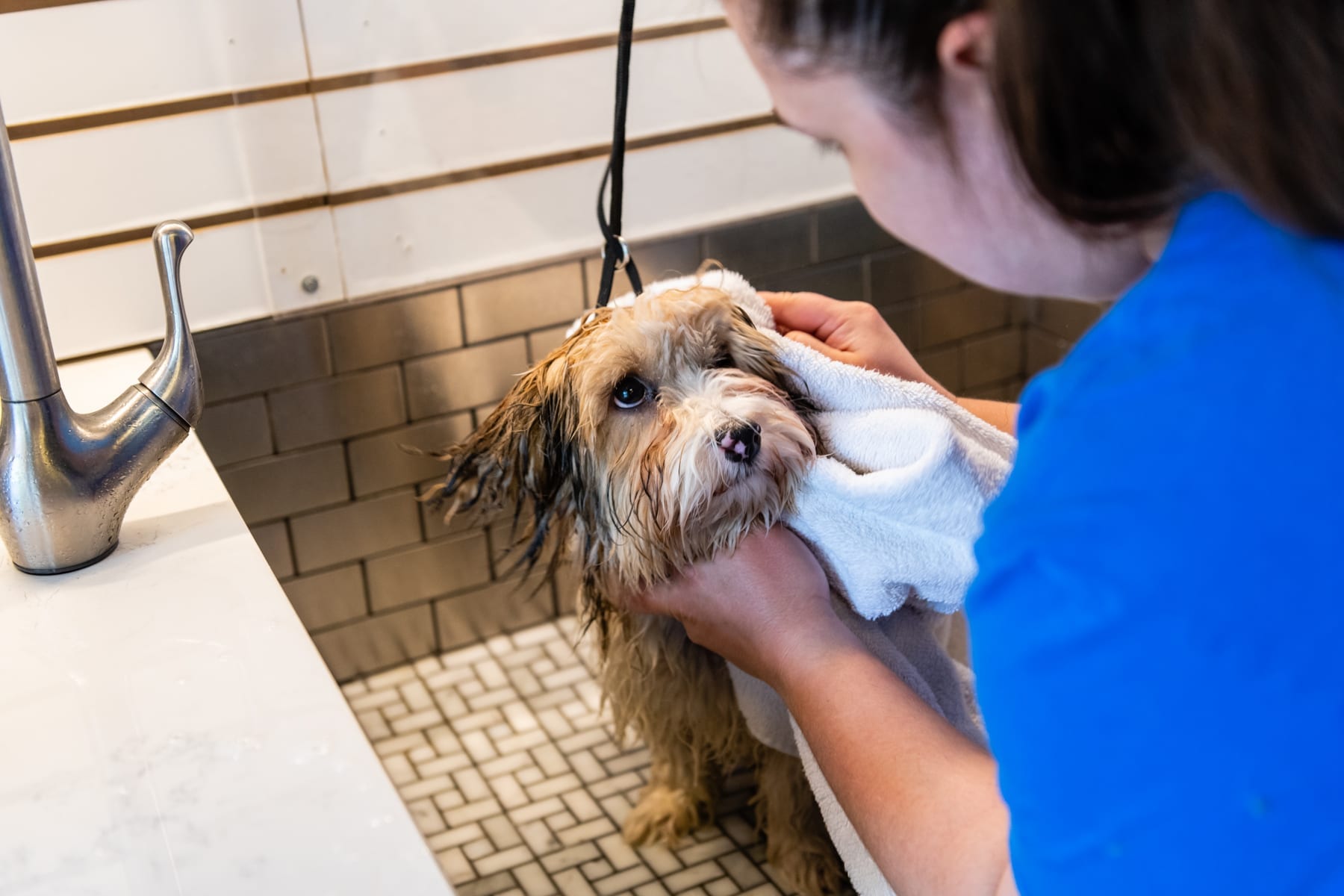 MSH_Patricks_Pet_Care121