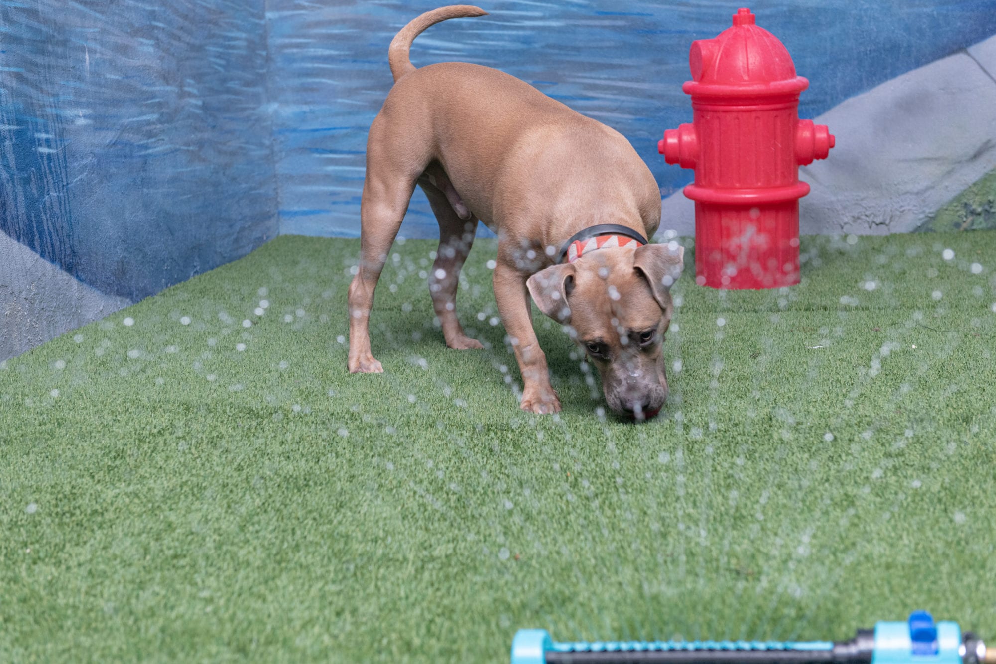 Patricks_Pet_Care 8-20 (200)