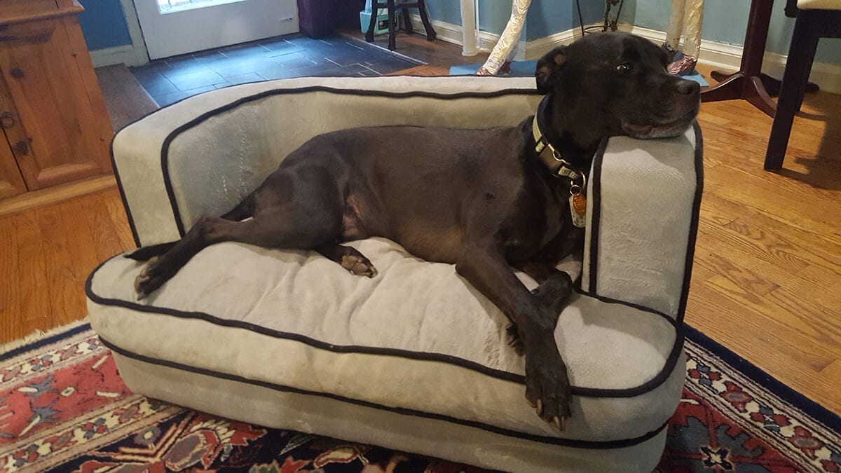 Bialy Lounging on couch - Dog BnB