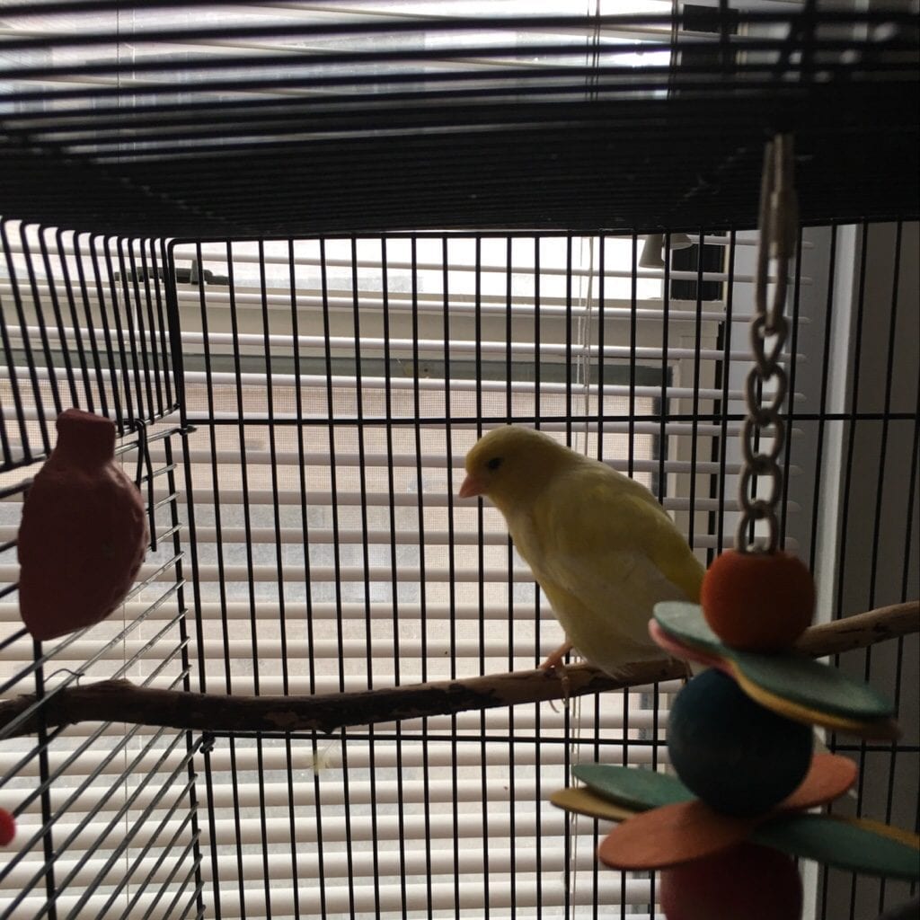 Patrick's Pet Care