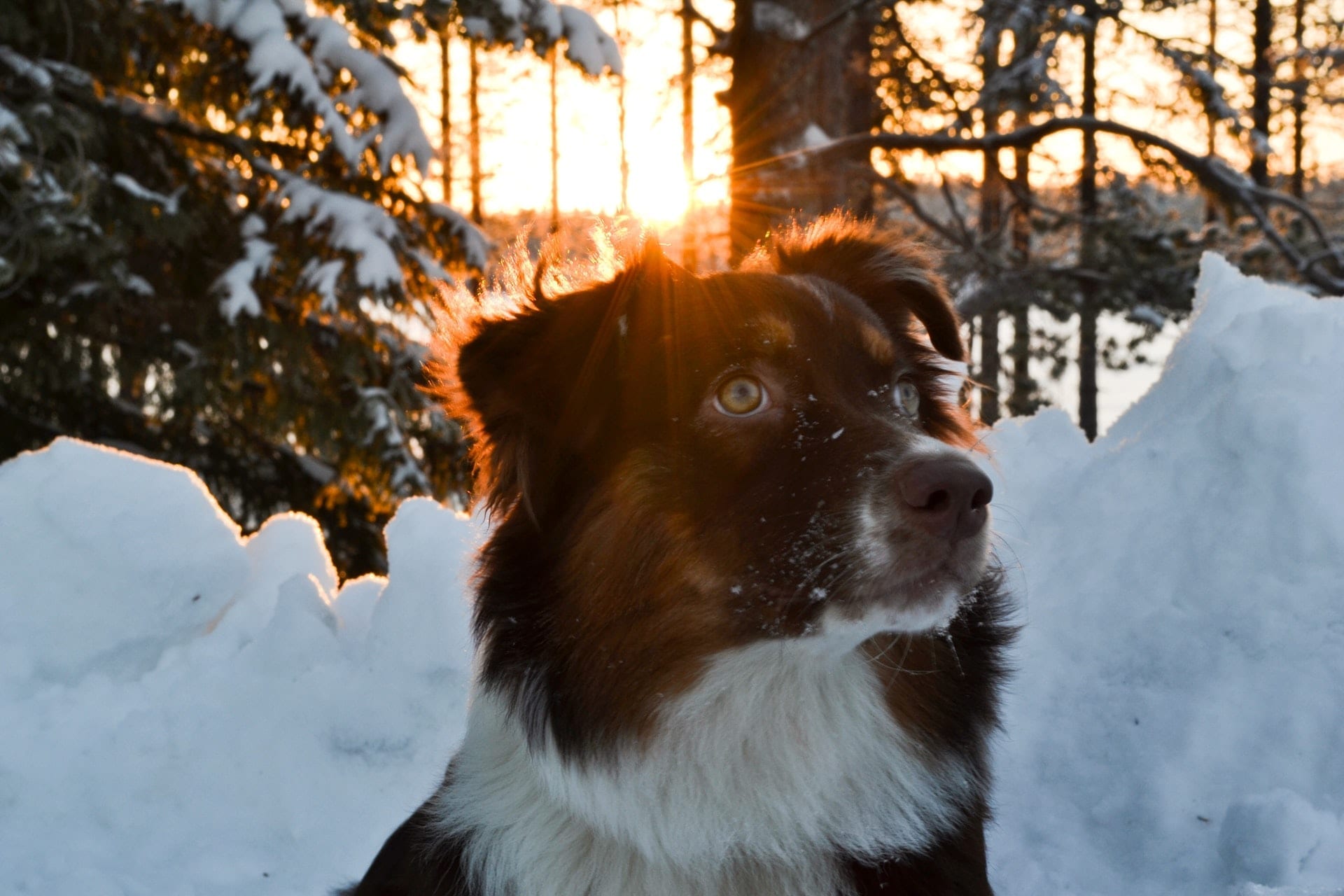 Featured image for “Top 4 Dog-Friendly Ski Resorts Near D.C.”