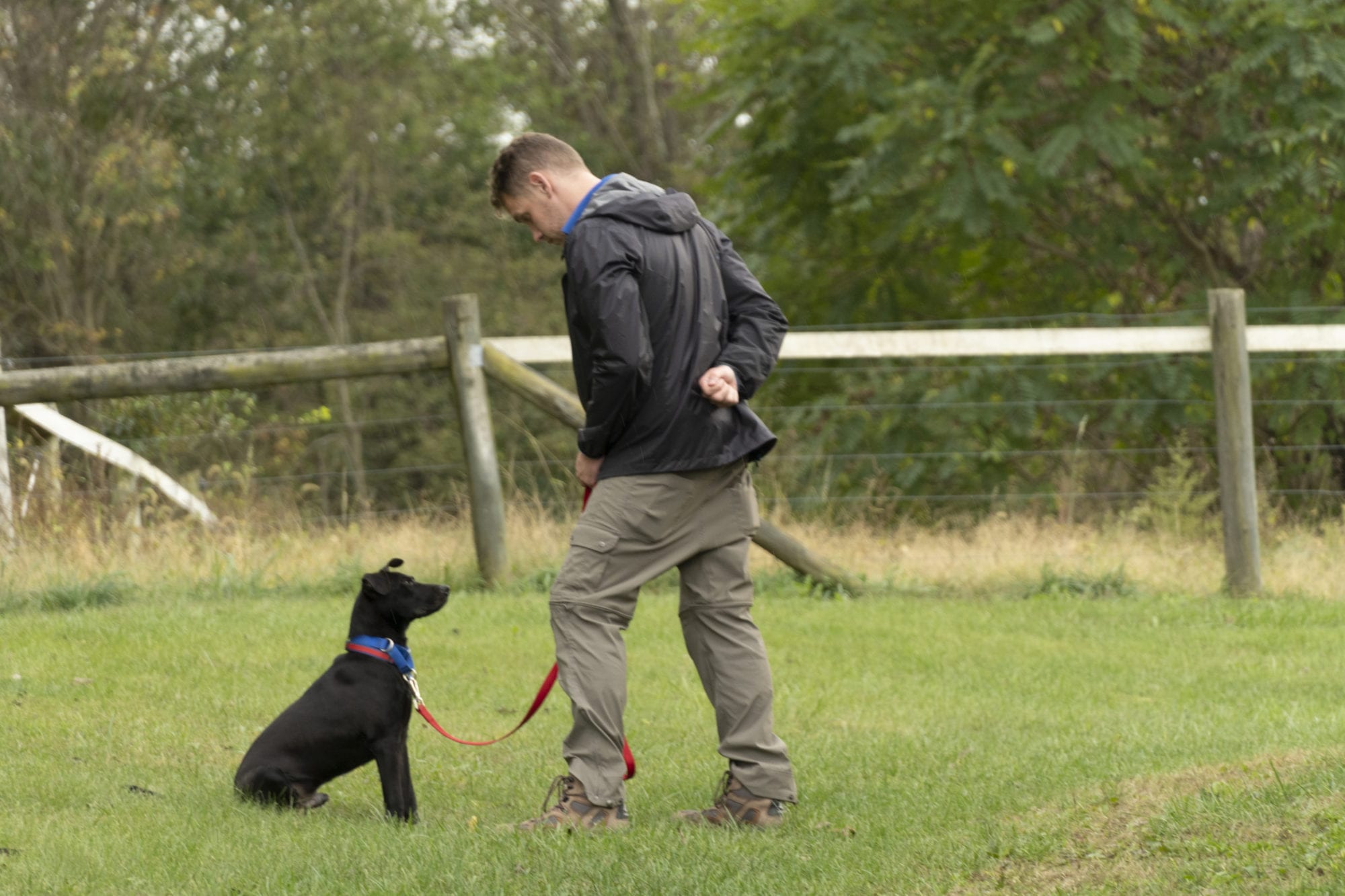 best dog trainer