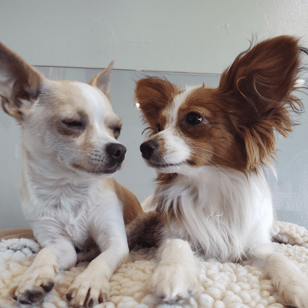 Featured image for “Your Dog Isn’t Your Twin”