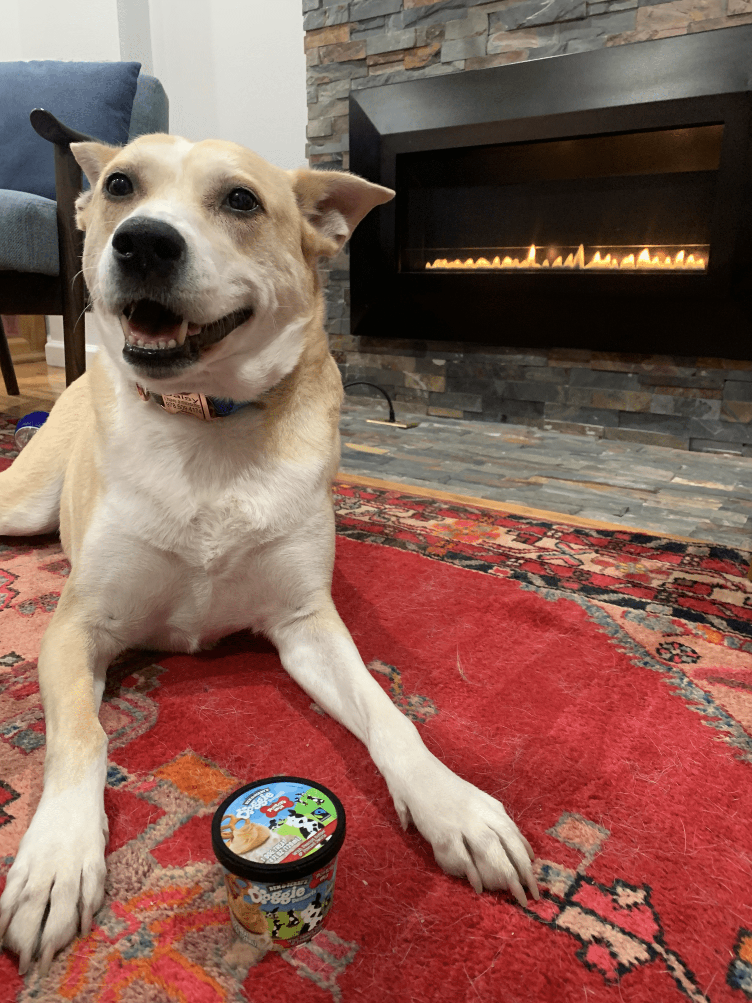 How To Choose A Pet Sitter For Your Dog Patrick's Pet Care